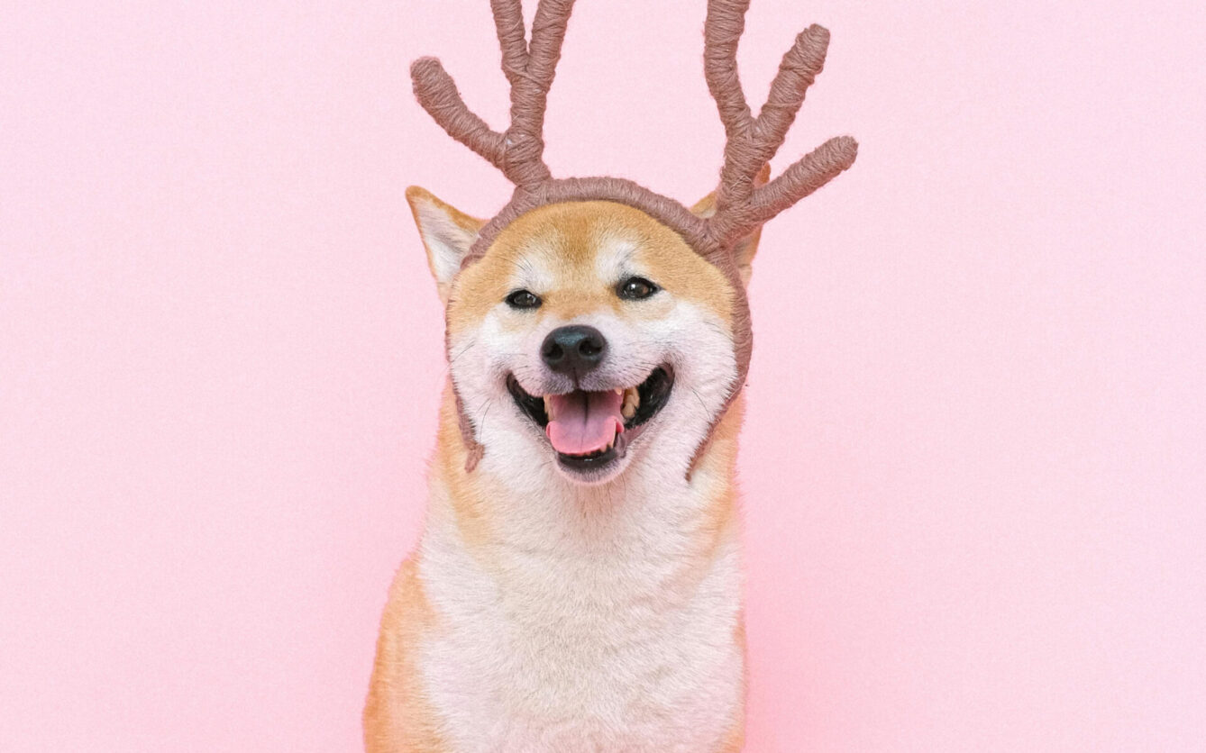 Smiling Shiba Inu dog wearing antler headband, sitting in front of a pastel pink background.